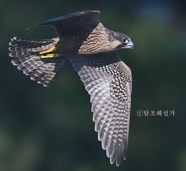 매